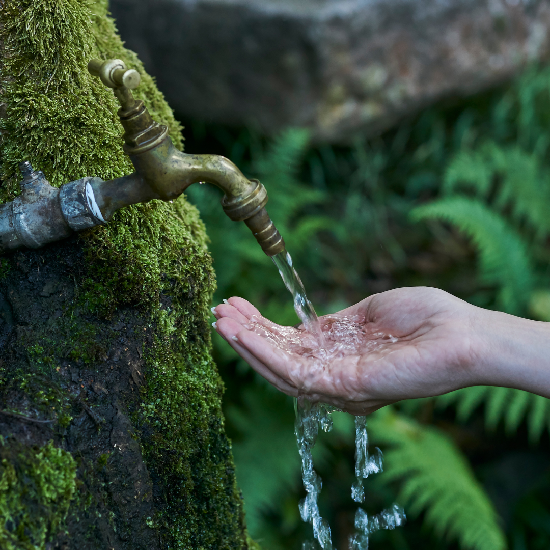 Water coming out of a spout in the forest