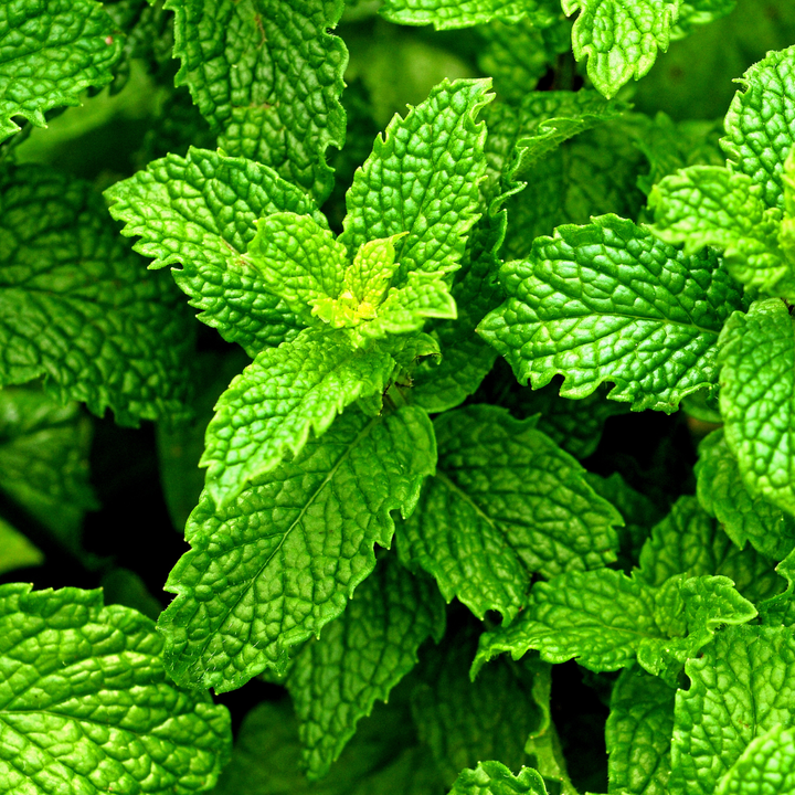 Peppermint plant zoomed in.