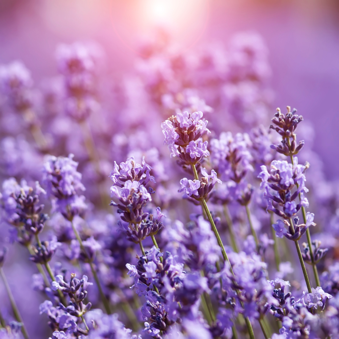 5 Key Benefits Of Lavender Tea