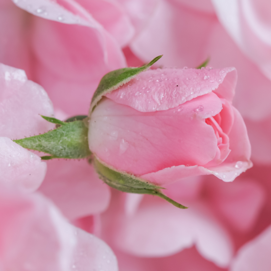 The Refreshing Benefits of Rose Petals