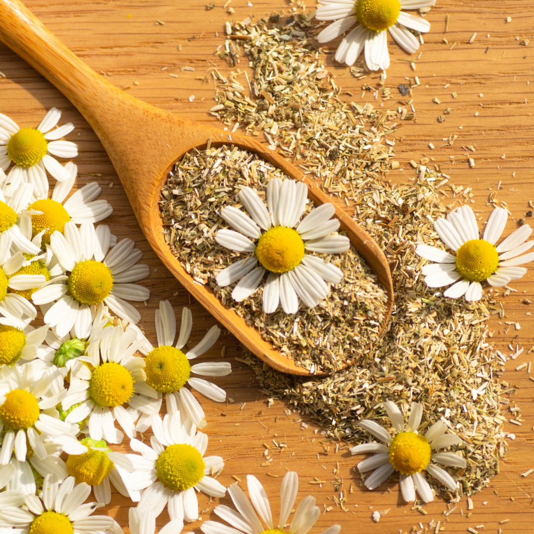 Fresh chamomile flowers with chamomile tea in a spoon