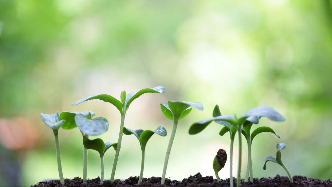 Young plants sprouting from rich soil.