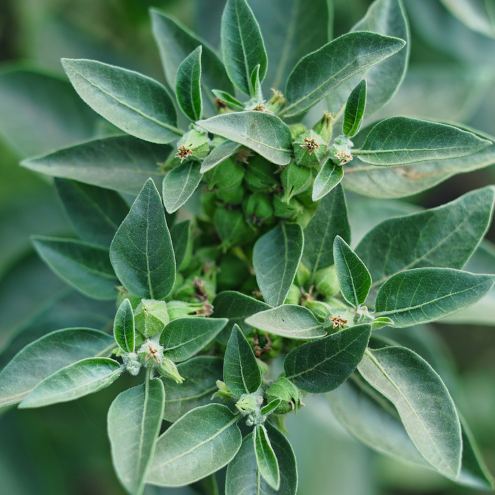 An ashwagandha plant in the wild