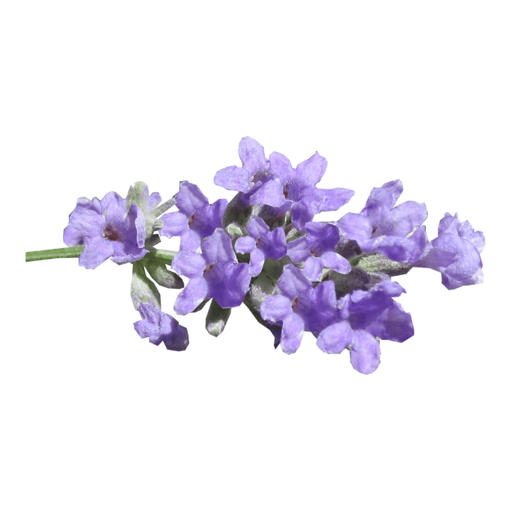 Lavender flowers for tea