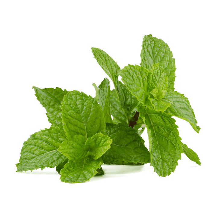 Peppermint leaves with white background