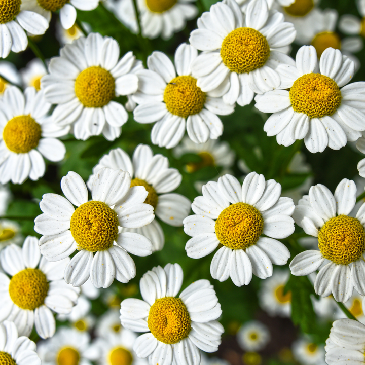 Chamomile flowers in the wild