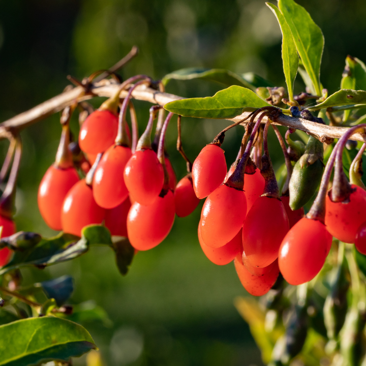 Goji berries in the wild