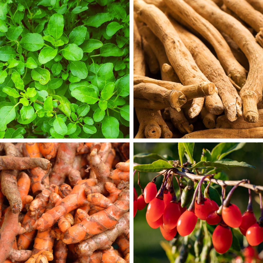 Collage of four images: tulsi (holy basil, ashwagandha, turmeric, and goji berries.