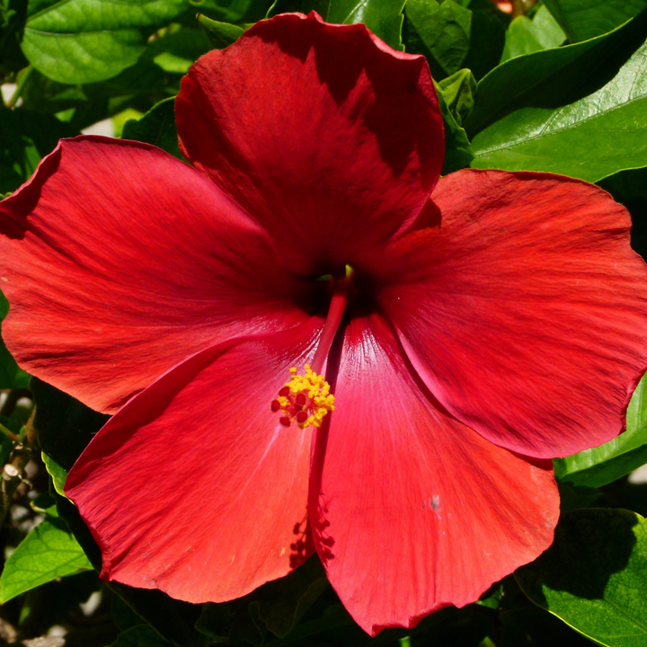 Hibiscus flower in the wild