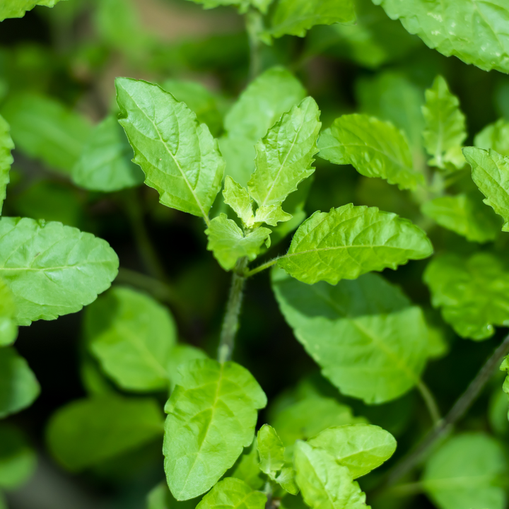 Holy basil in the wild