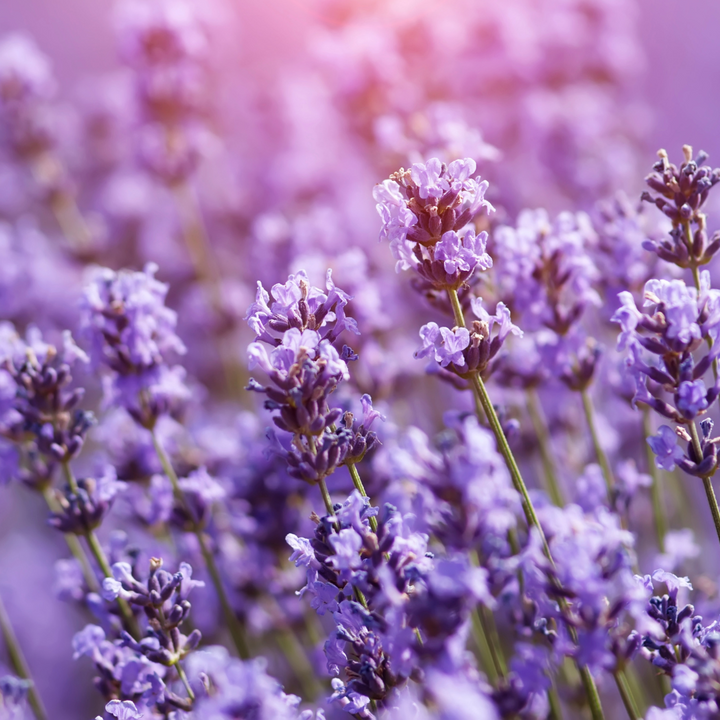 Lavender flowers in the wild