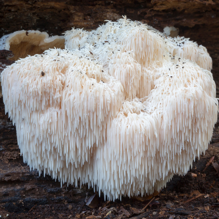 Lions mane mushroom in the wild