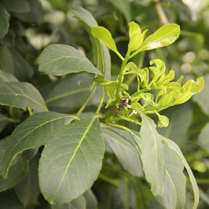 Mate plant in the wild