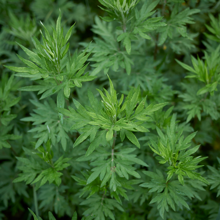 Mugwort in the wild