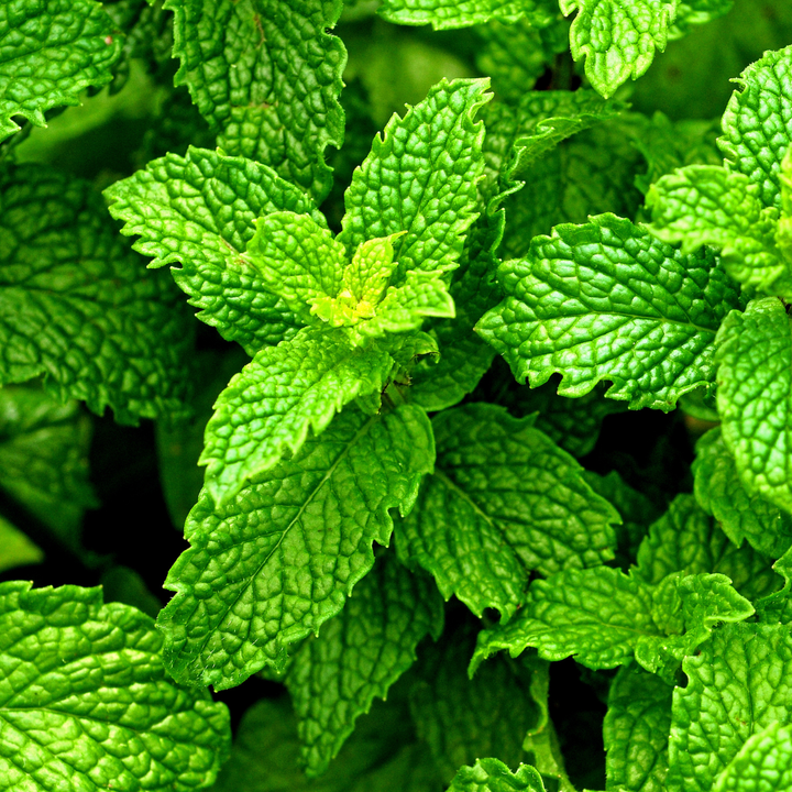 Peppermint plant zoomed in. 