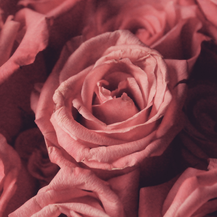 Pink roses in an assortment