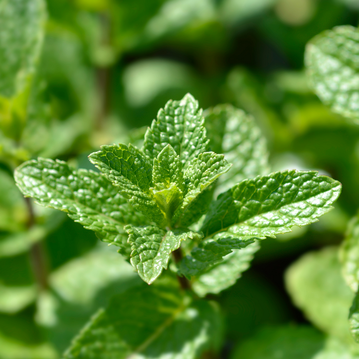 Spearmint plant in the wild