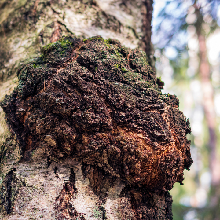 Chaga mushroom in the wild.