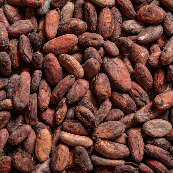 A close up of cocoa beans. 