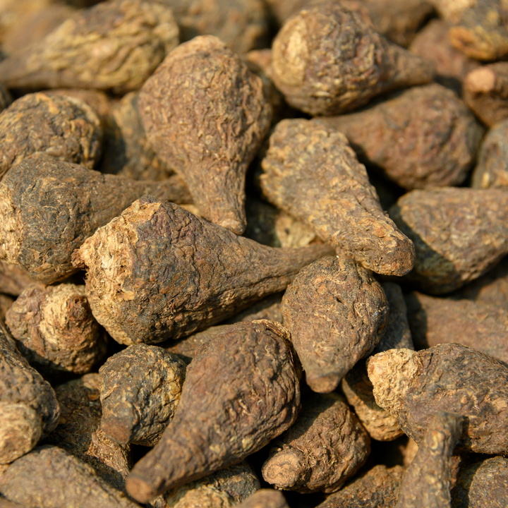 A close up of maca root after harvest. 