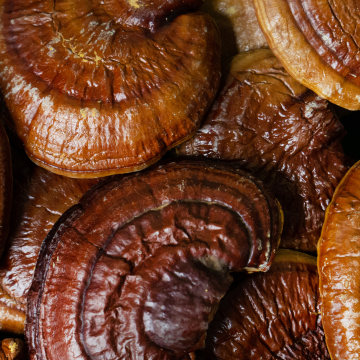 Reishi mushroom in the wild.